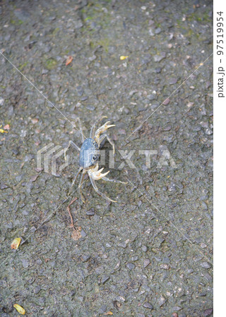 節足 節足動物 足 97519954