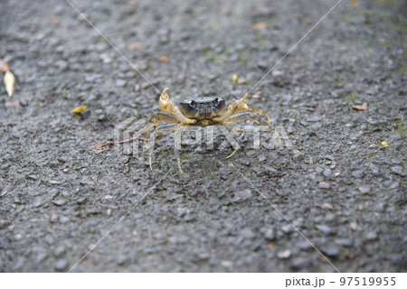 節足 節足動物 足 97519955