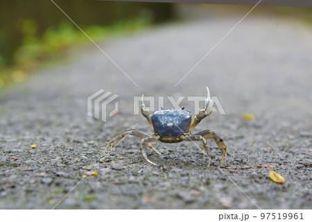 節足 節足動物 足 97519961