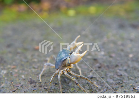 節足 節足動物 足 97519963