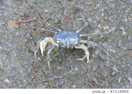 節足 節足動物 足 97519969