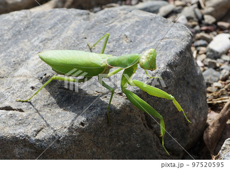 緑色の綺麗なカマキリ 緑色の綺麗なカマキリ 97520595