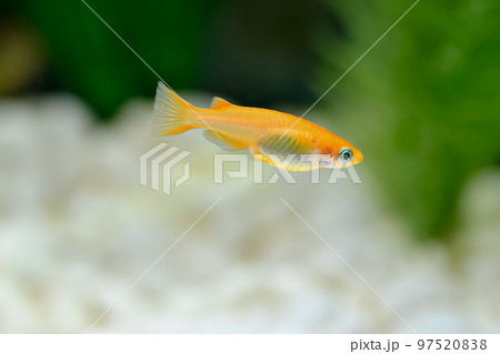 楊貴妃メダカ 97520838