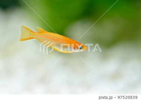 楊貴妃メダカ 97520839