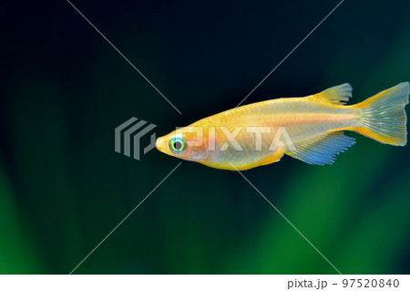 楊貴妃メダカ 97520840