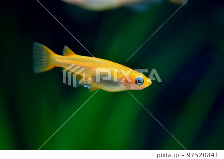 楊貴妃メダカ 97520841