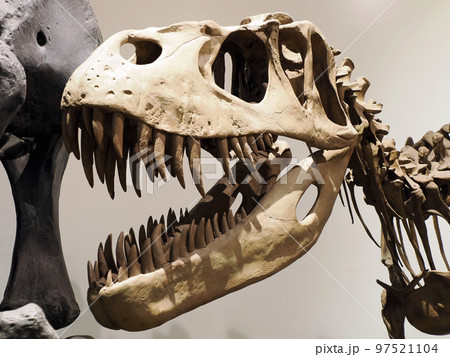 Plesiosaurios dinosaur skeleton skull detail 97521104