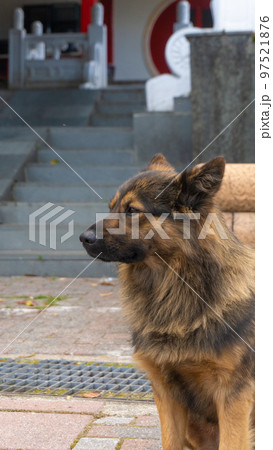 Close-up of a brown dog 4 97521876