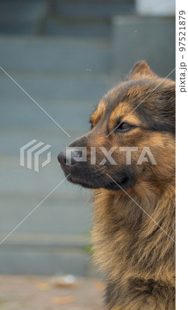 Close-up of a brown dog 7 Close-up of a brown dog 7 97521879