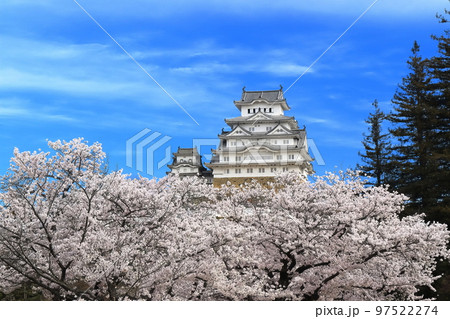【兵庫県】晴天の姫路城と満開の桜 【兵庫県】晴天の姫路城と満開の桜 97522274