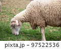 Cute sheep in the farm 00 97522536