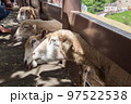 Cute sheep in the farm 1 97522538