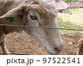 Cute sheep in the farm 4 97522541