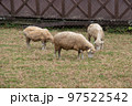 Cute sheep in the farm 5 97522542