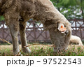 Cute sheep in the farm 6 97522543