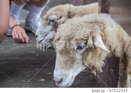 Cute sheep in the farm 8 Cute sheep in the farm 8 97522545