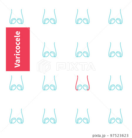 Testicles anatomy medical diagram 97523623