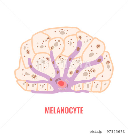 Melanocyte biology and skin tone pigmentation diagram 97523678