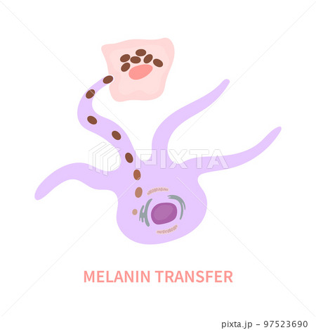 Skin pigmentation and melanosome cell transfer diagram 97523690