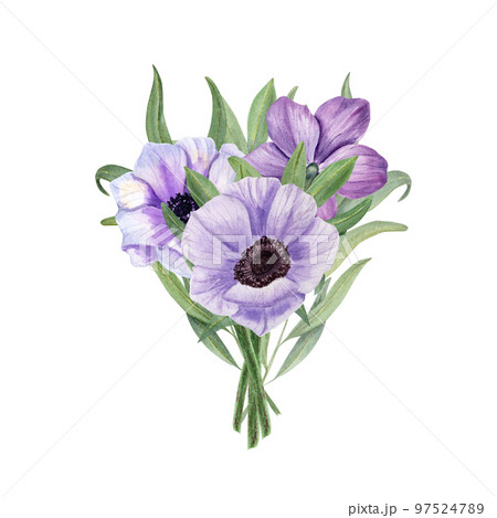 Anemones with eucalyptus isolated on a white background. Watercolor illustration. For Valentine day, wedding invitation, birthday and mother day cards, poster, textile design, cover, background, print 97524789