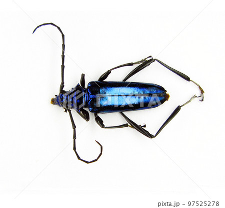 Blue iridescent beetle isolated on white, Mecosaspis subvestita macro close up, collection beetles, insect, cerambycidae Blue iridescent beetle isolated on white, Mecosaspis subvestita macro close up, collection beetles, insect, cerambycidae 97525278