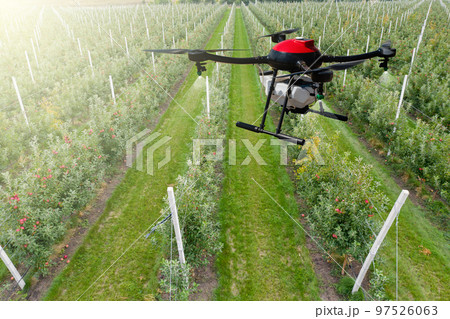 Drone sprayer flies over apple trees 97526063