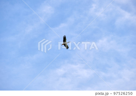 Stork bird with spread wings flying, soaring high in blue sky Stork bird with spread wings flying, soaring high in blue sky 97526250