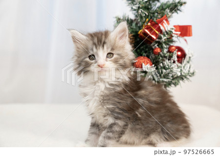 メインクーンの子猫とクリスマスツリー メインクーンの子猫とクリスマスツリー 97526665