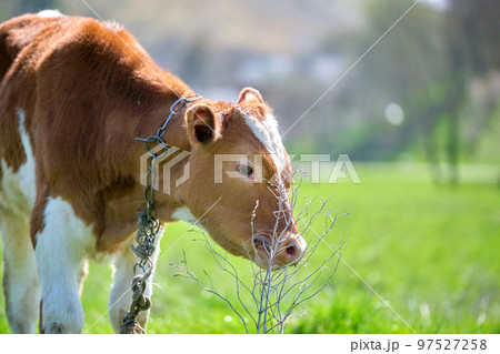 Milk cow grazing on green farm pasture on summer day. Feeding of cattle on farmland grassland 97527258