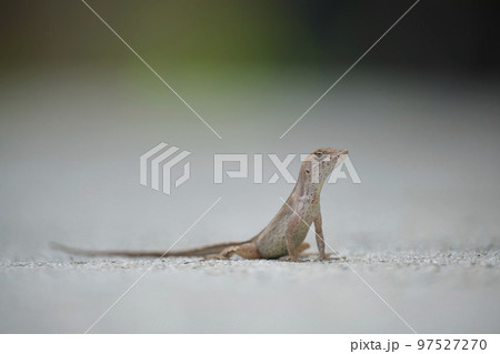 Macro closeup of blown alone lizard warming on summer sun. Anolis sagrei small reptile in native to Florida USA 97527270