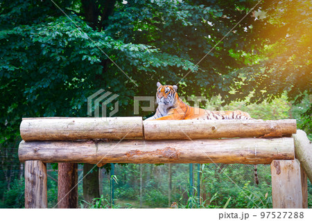 bengal tiger laying down in trees bengal tiger laying down in trees 97527288