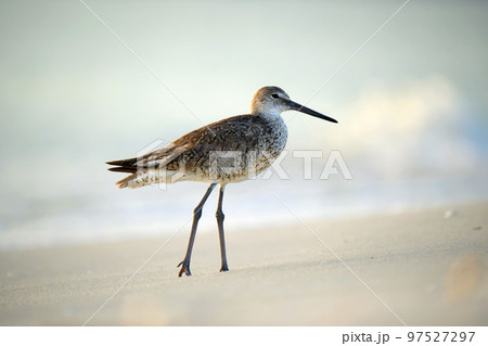 Large-Billed Dowitcher wild sea bird looking for food on seaside in summer Large-Billed Dowitcher wild sea bird looking for food on seaside in summer 97527297