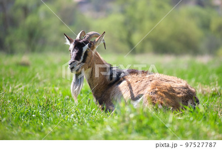 Domestic milk goat with long beard and horns resting on green pasture grass on summer day. Feeding of cattle on farm grassland 97527787