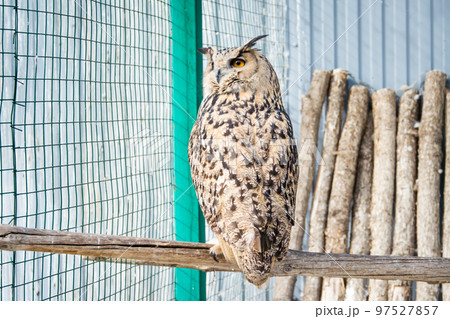 The big owl sits on a branch in a cage at the zoo The big owl sits on a branch in a cage at the zoo 97527857