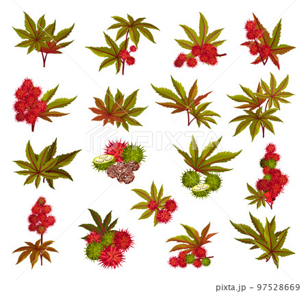 Ricinus or Castor Oil Plant with Green Palmate Leaves and Red Fruit Big Vector Set 97528669