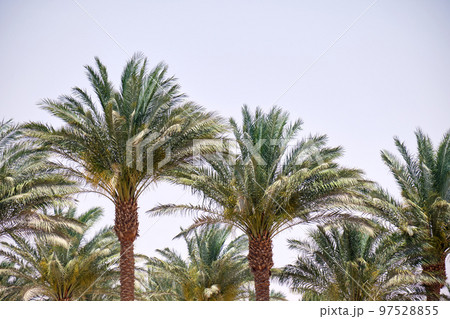 Beautiful green coconut palm trees on tropical beach against blue sky. Summer vacation concept 97528855