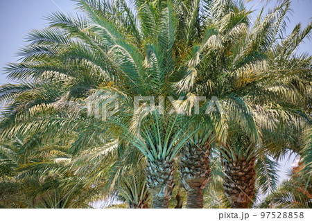 Beautiful green coconut palm trees on tropical beach against blue sky. Summer vacation concept 97528858