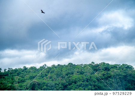 condor bird flying in the sky above the jungle condor bird flying in the sky above the jungle 97529229