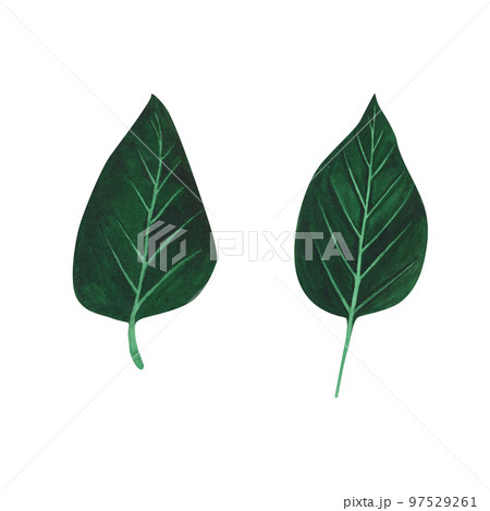 Christmas plant poinsettia leaves isolated on white background. Watercolor hand drawn Xmas illustration. Art for design Christmas plant poinsettia leaves isolated on white background. Watercolor hand drawn Xmas illustration. Art for design 97529261