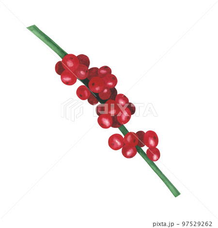 Christmas plant holly set berries isolated on white background. Watercolor hand drawn Xmas illustration. Art for design Christmas plant holly set berries isolated on white background. Watercolor hand drawn Xmas illustration. Art for design 97529262