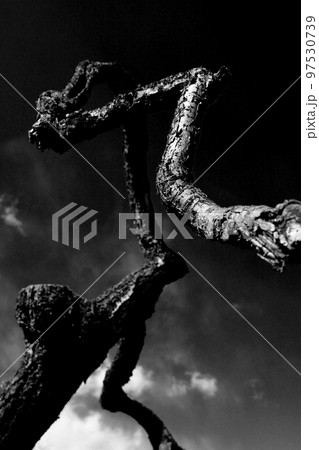 龍の様に幹をくねらせる梅の木のモノクロ写真 龍の様に幹をくねらせる梅の木のモノクロ写真 97530739