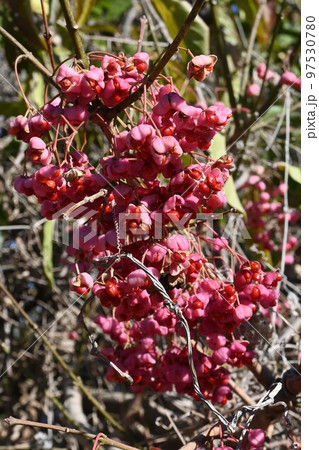 マユミの実 97530780