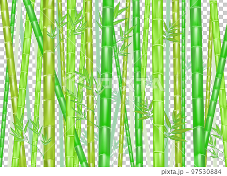 Landscape of fresh green bamboo groves Landscape of fresh green bamboo groves 97530884