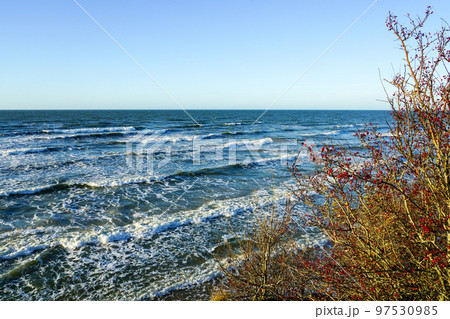 Beautiful view of Baltic sea coast, rosehip bush with red fruits berries, waves with white foam tops Beautiful view of Baltic sea coast, rosehip bush with red fruits berries, waves with white foam tops 97530985