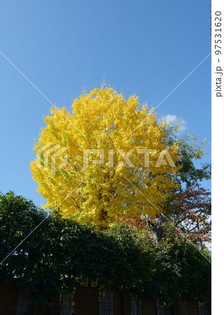 銀杏の黄葉 97531620