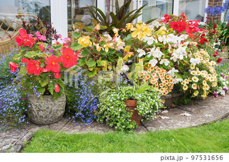 Beautiful potted flowers arrangements in the garden, red and yellow begonias, yellow petunias, purple alliums and lobelias, selective focus 97531656