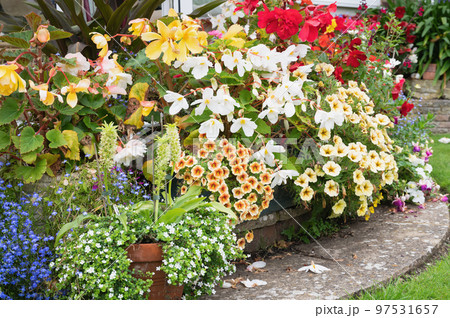 Beautiful potted flowers arrangements in the garden, red and yellow begonias, yellow petunias, purple alliums and lobelias, selective focus Beautiful potted flowers arrangements in the garden, red and yellow begonias, yellow petunias, purple alliums and lobelias, selective focus 97531657
