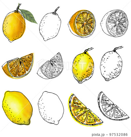 Hand drawn watercolor illustration of branch with juicy lemons, flowers and leaves in sketching style 97532086