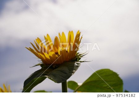 ひまわり、ひまわり畑、ソレイユの丘、それいゆの丘、ソレイユ、Soleil hill,神奈川県、日本、 97534182