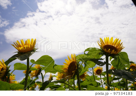ひまわり、ひまわり畑、ソレイユの丘、それいゆの丘、ソレイユ、Soleil hill,神奈川県、日本、 97534183